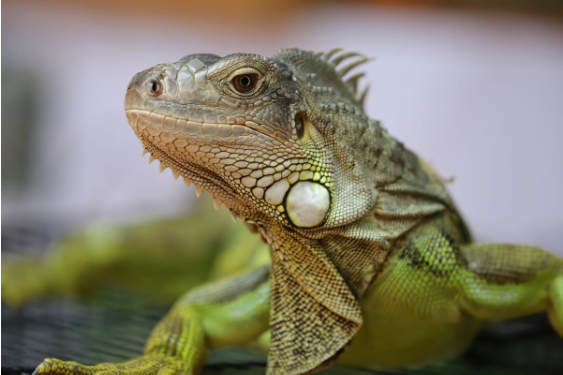 5 Reasons to Hire Pest Control Services for Iguana Removal