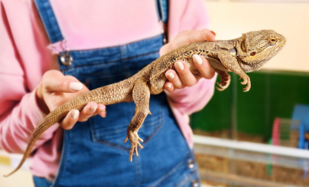 How Iguana Control Services Can Help You Protect Your Home From Iguana Damage